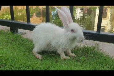 I Saw Cute Rabbit And What Are They Doing | 나는 귀여운 토끼와 그가하는 일을 보았다