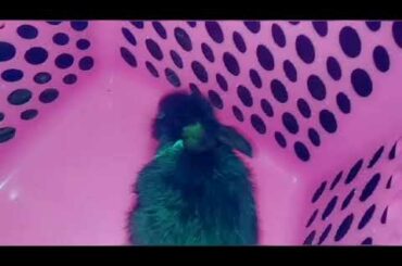 Cute esu || baby rabbit || I need your time|| #ssk20