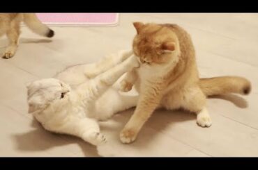 Coco quarreled with her younger brother