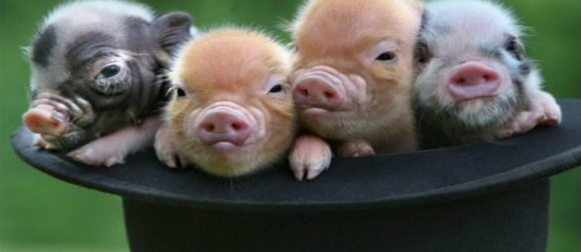प्यारा मिनी सुअर वीडियो संकलनICute Micro Pig-A Cute Mini Pig Video Compilation 2020ITRY NOT TO LAUGH प्यारा मिनी सुअर वीडियो संकलनICute Micro Pig-A Cute Mini Pig Video Compilation 2020ITRY NOT TO LAUGH