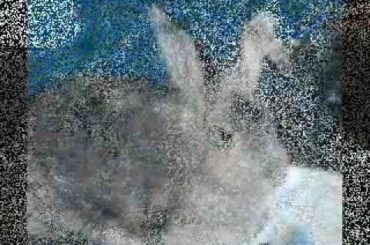 my cute bunny (a video tribute)