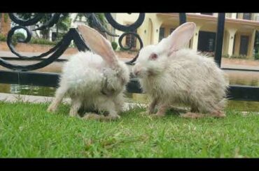 Cute Rabbit Doing Funny Thinks 2020 and Playing on the Natural Garden