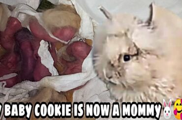 Momma Rabbit gave birth to 6 healthy baby bunnies🐰🥰😍