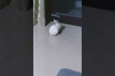 Cute baby bunnies eating cabbage 😍😍😍😍😍#bunnies#cabbage#eating#cute