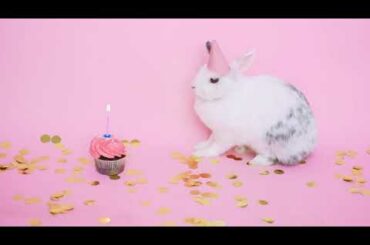 Short Clip - Cute Bunny With Party Hat
