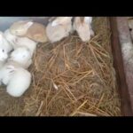 Cute little bunnies and a proud momma