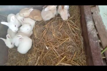 Cute little bunnies and a proud momma