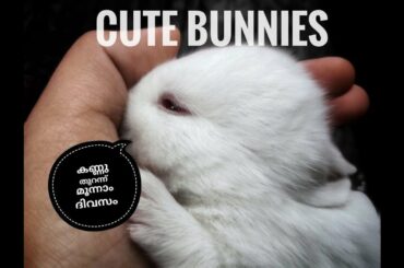 three weeks old cute  bunnies play