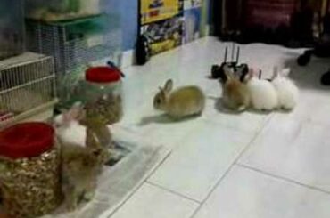 My 7 baby rabbit DOB: 13-Dec-2006