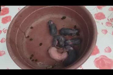 Wow ganitu pala ka CUTE ang baby nitong rabbit
