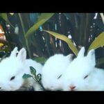 Cute and Funny Rabbit || Animal Videos 2020 || Bunny Rabbit