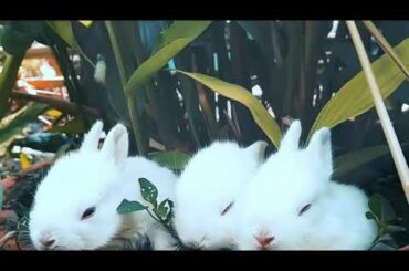 Cute and Funny Rabbit || Animal Videos 2020 || Bunny Rabbit