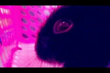 My little cute bunny Esu || baby bunny 😍 #stayathome #cutebunny #blackrabbit #oreo