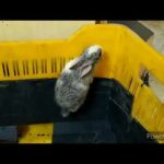 Cute baby rabbit trying to escape | Jo-Jo | Rabbit video| Playing.
