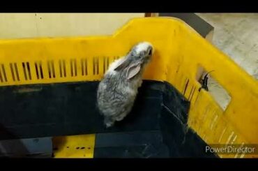 Cute baby rabbit trying to escape | Jo-Jo | Rabbit video| Playing.