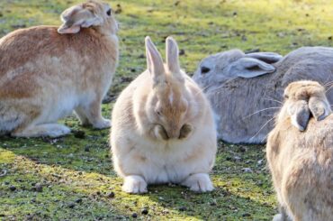 Rabbit Can't Stop Sneezing