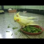 Cockatiels stealing Bunny's Food | Helpless Baby Rabbit 🐇 #ParrotWorld