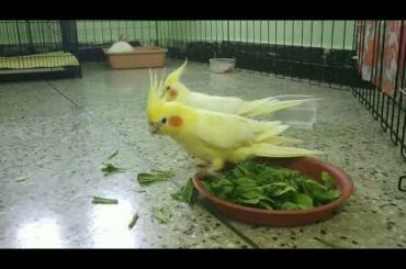 Cockatiels stealing Bunny's Food | Helpless Baby Rabbit 🐇 #ParrotWorld