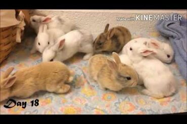 #bunny #rabbit #bunnylove 1to25 days cute baby rabbit