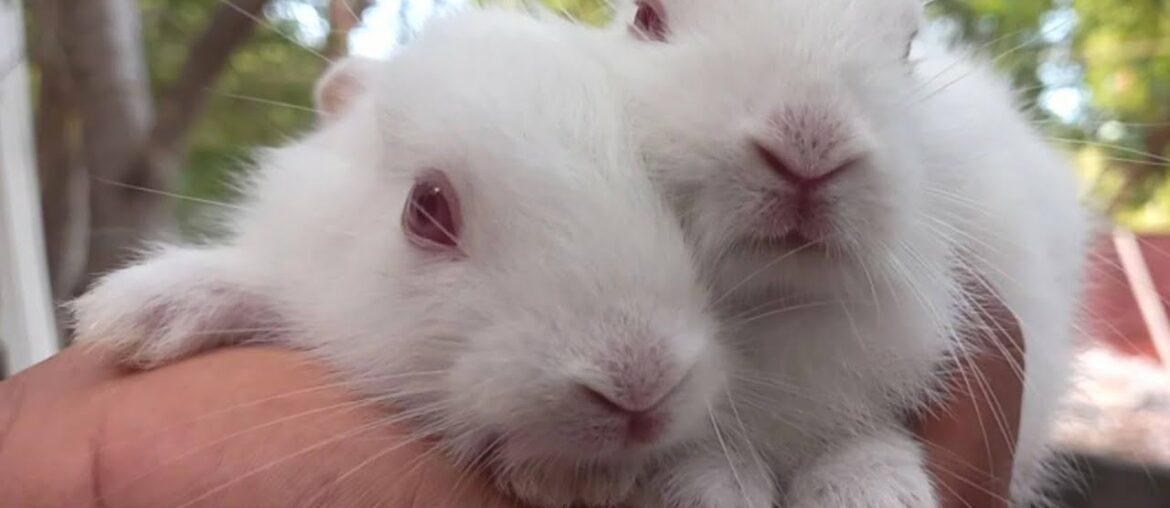 Baby Rabbit Kits 🐇 Twinning Day 10 [1080p]