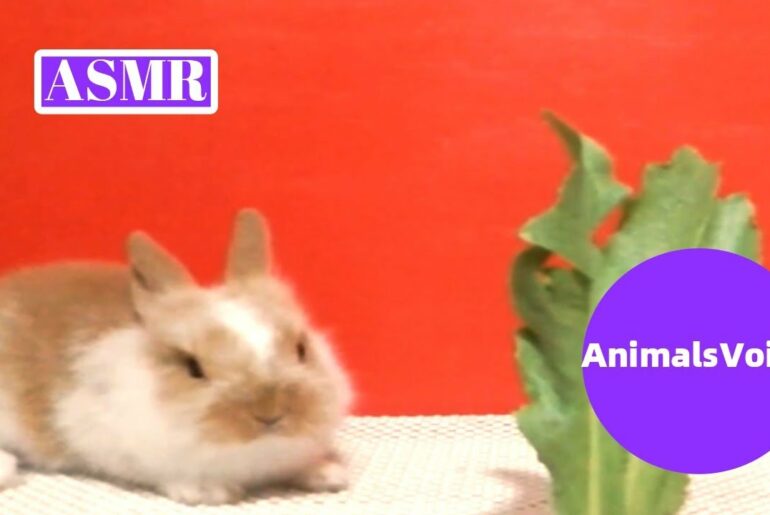 ASMR 🐰Rabbit Eating Escarole | Cute Baby Rabbit Eaten Escarole | AnimalsVoice