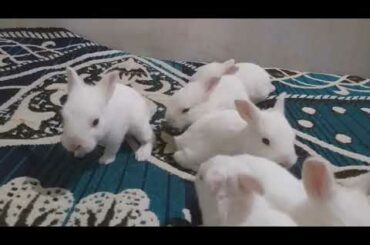 The cutest baby rabbit of 13th day in my home
