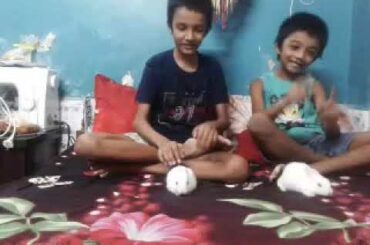 Our lovely and cute baby rabbits ☺😊🐇🐇🐰🐰.Bhai Bhai toys