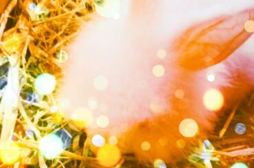 Cute baby bunny sleeping in cardboard box