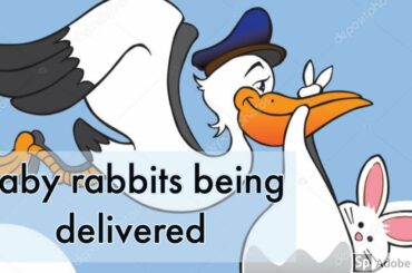 Baby rabbits being delivered
