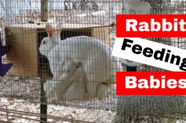 Momma rabbit feeding her babies: Marshmallow