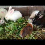 Rabbit Eating | Funny and Cute Baby Bunny Rabbit Videos | Baby Animal Video Compilation 2020
