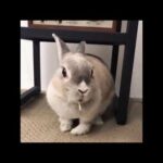 Funny and Cute Bunny Rabbit Videos   ||  BabY Funny Rabbits...!!!!!!!!!
