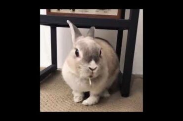 Funny and Cute Bunny Rabbit Videos   ||  BabY Funny Rabbits...!!!!!!!!!