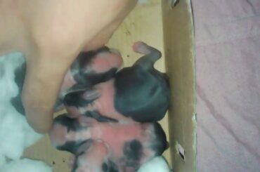 Baby Rabbit