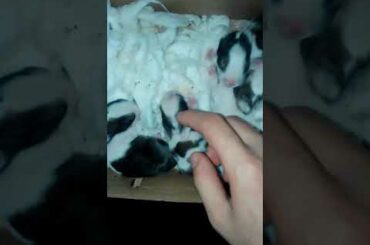 Baby Rabbit