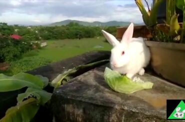 cute rabbits eating food compilation,Funny Dogs Cat Pets World