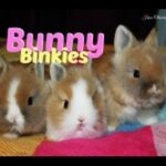 Baby Bunnies Binky Compilation
