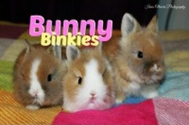 Baby Bunnies Binky Compilation