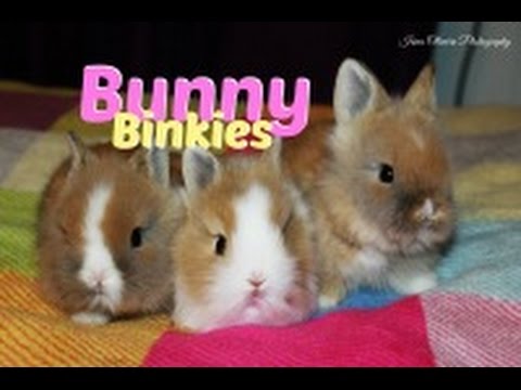 Baby Bunnies Binky Compilation