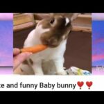 Cute and funny Baby bunny❣️❣️