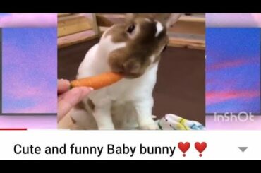 Cute and funny Baby bunny❣️❣️