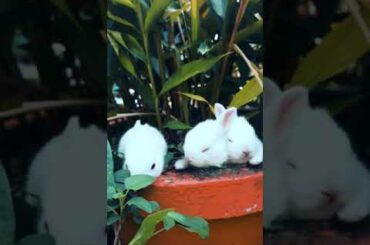 Cute rabbits are like angels  🐇🐰🐰🐰