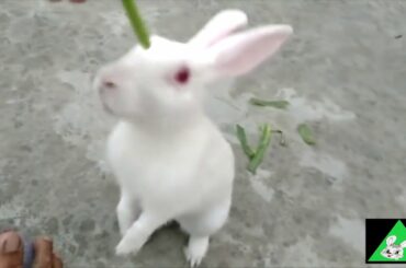 The Cutest Baby Bunny Rabbit Compilation EVER,Funny Dogs Cat Pets World