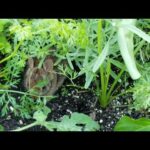 Baby bunny munching on my carrots