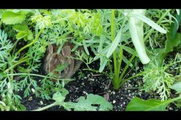 Baby bunny munching on my carrots