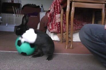 Cute bunny Rabbit playing football ( soccer )