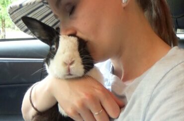 Don't text and drive PSA with a rabbit