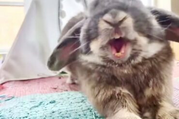 Funny and Cute Bunny Compilation - Try not to LAUGH 😅!