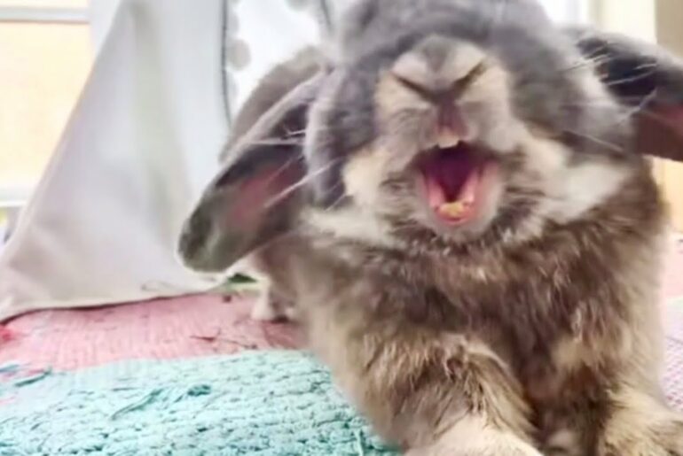 Funny and Cute Bunny Compilation - Try not to LAUGH 😅!