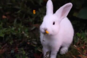 #DayintheLifeNS  A White  Point Baby Rabbit Moment in Nova Scotia